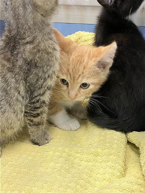 *VICTOR - Domestic Short Hair available for adoption