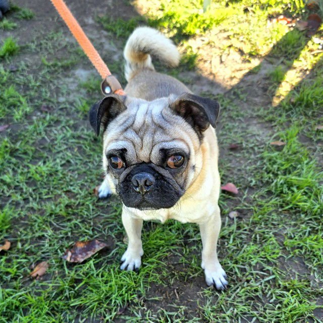 *PUGALUG - Pug available for adoption
