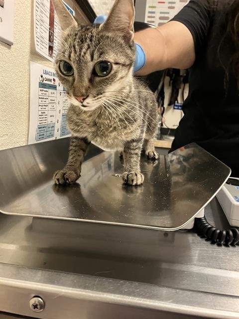 SAGETTE - Domestic Short Hair available for adoption