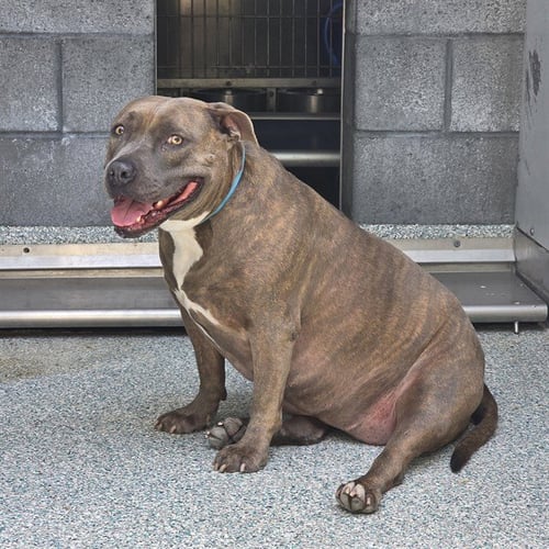 SPARKLES - Pit Bull Terrier available for adoption