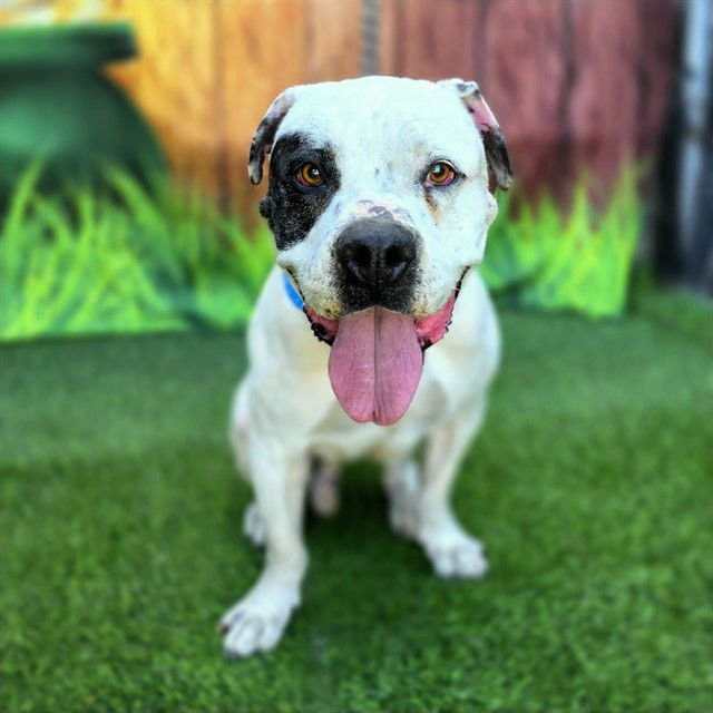 *HANK - American Bulldog available for adoption