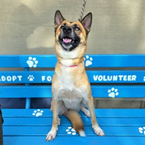 MILA - German Shepherd Dog available for adoption
