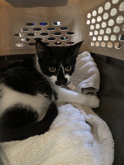 MISERY - Domestic Short Hair available for adoption