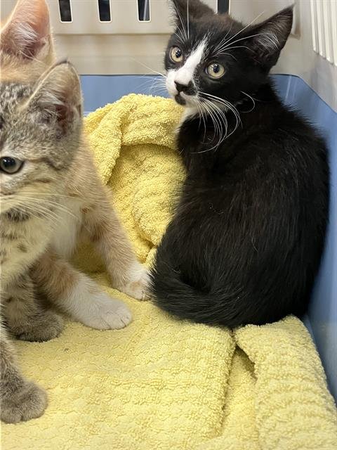 *VINNY - Domestic Short Hair available for adoption