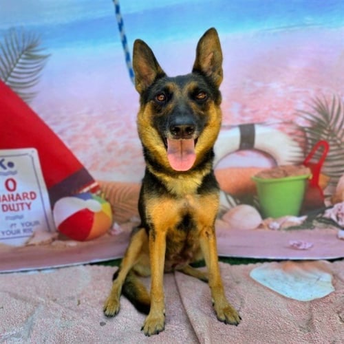 *WILLOW - German Shepherd Dog available for adoption