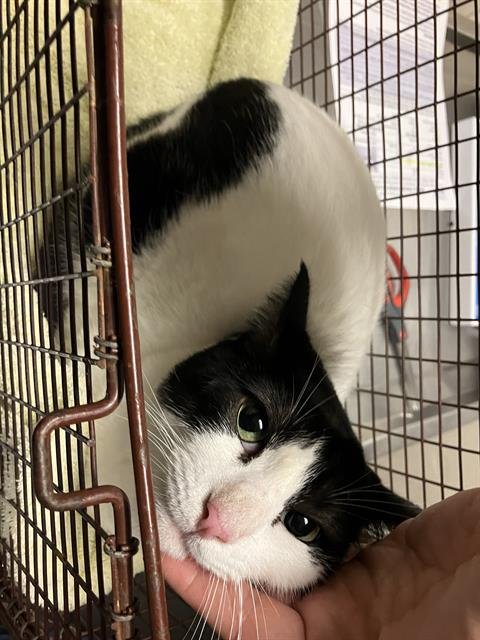 LEROY - Domestic Short Hair available for adoption