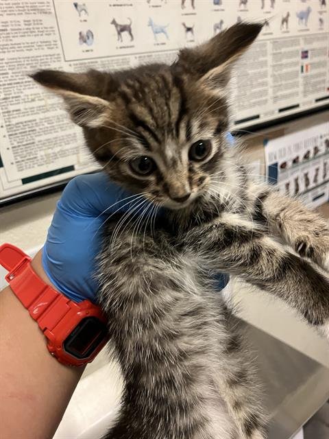 *CAYENNE - Domestic Short Hair available for adoption