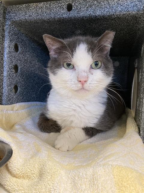 ARNOLD - Domestic Short Hair available for adoption