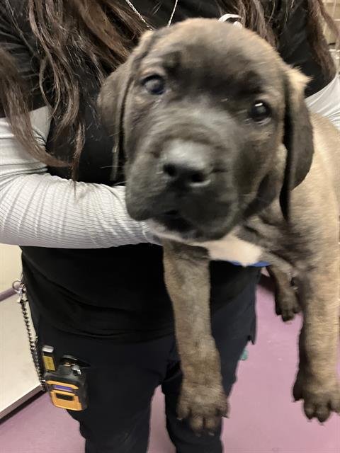 *HUEY - Cane Corso Mastiff available for adoption