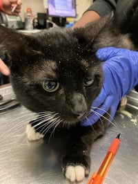 TUX - Photo 1