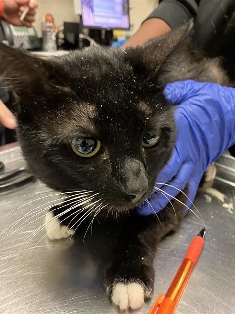 TUX - Domestic Short Hair available for adoption