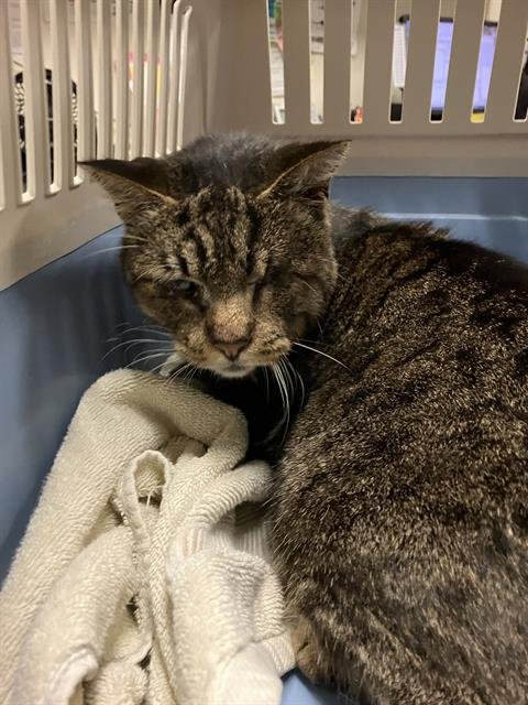 *JEREMIAH - Domestic Short Hair available for adoption