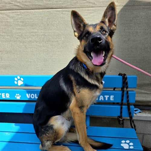 *LUIGI - German Shepherd Dog available for adoption