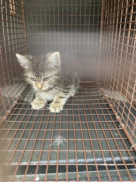 *ZION - Domestic Short Hair available for adoption