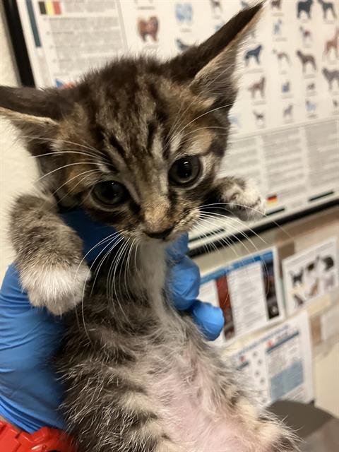 *PEPPER - Domestic Short Hair available for adoption