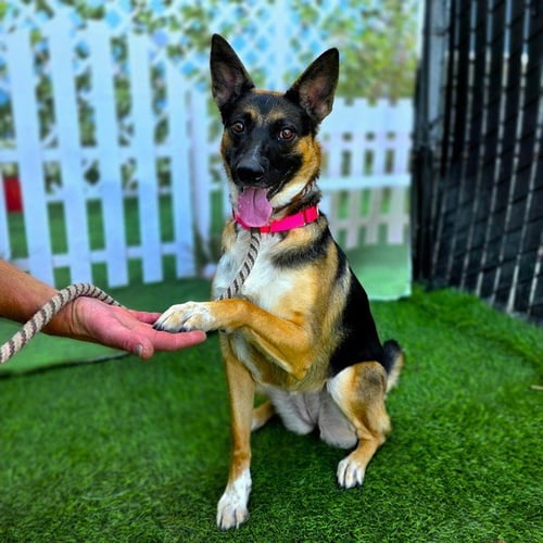 *MALAIKA - German Shepherd Dog available for adoption