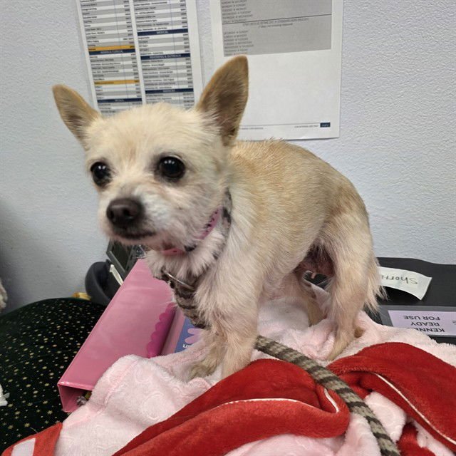 *MUFFIN - Terrier available for adoption