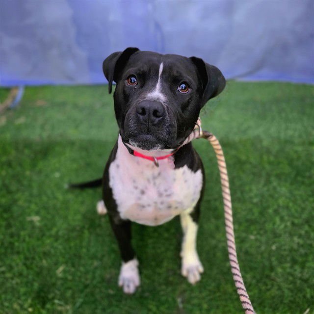 TOOTSIE - Pit Bull Terrier available for adoption