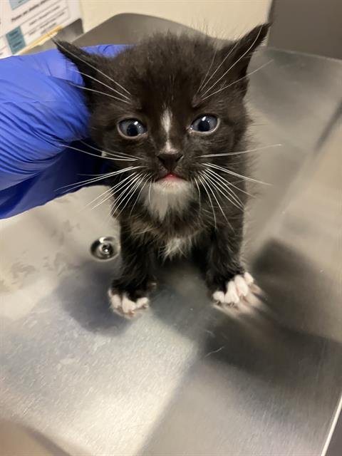 A760566 - Domestic Short Hair available for adoption