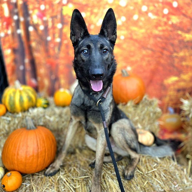 *ACE - Belgian Shepherd Malinois available for adoption