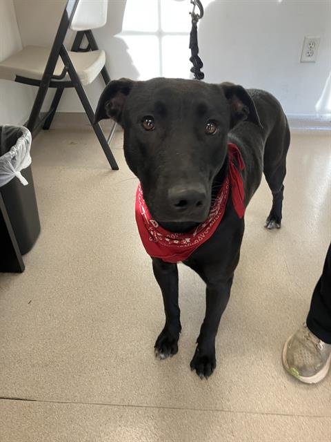 *CHAMPAGNE - Labrador Retriever / Terrier available for adoption