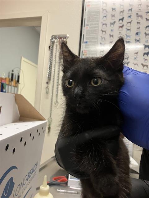 *YOSON - Domestic Short Hair available for adoption