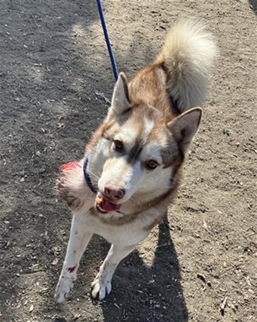 *LUKE - Siberian Husky available for adoption