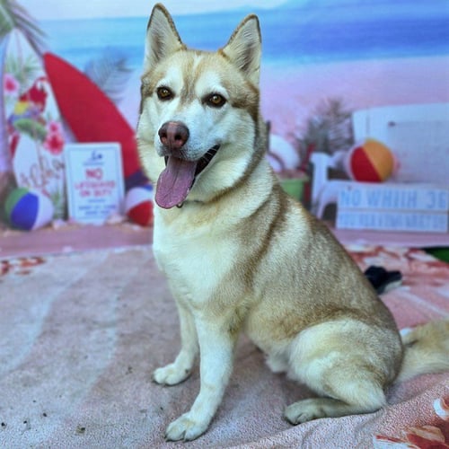*LUKE - Siberian Husky for adoption in Long Beach