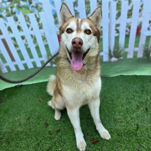 *LUKE - Siberian Husky available for adoption