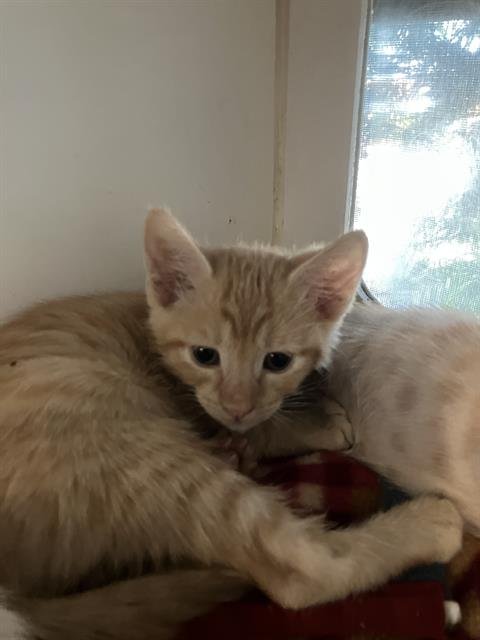 *COSBY - Domestic Short Hair available for adoption