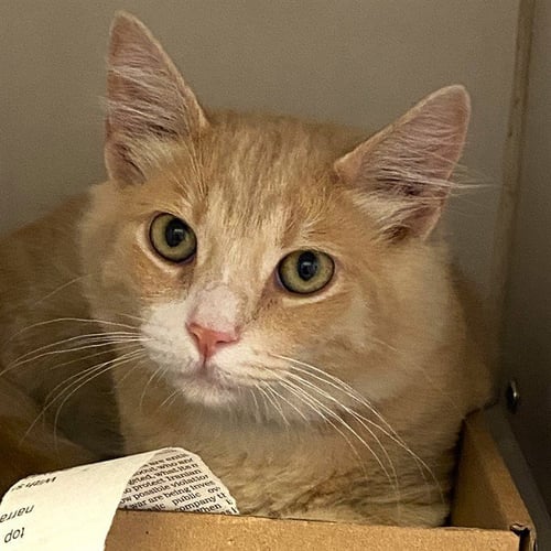 *NIMBUS - Domestic Short Hair available for adoption