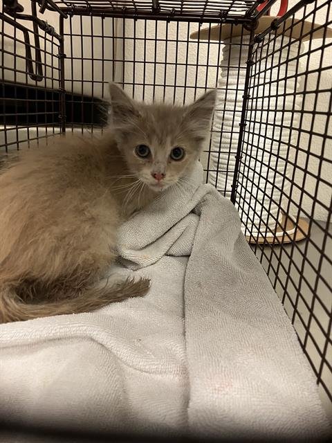 *NIMBUS - Domestic Short Hair available for adoption