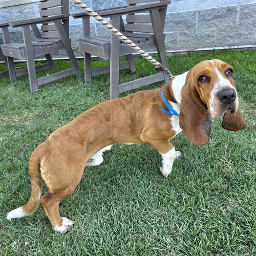 *STRETCH - Basset Hound available for adoption