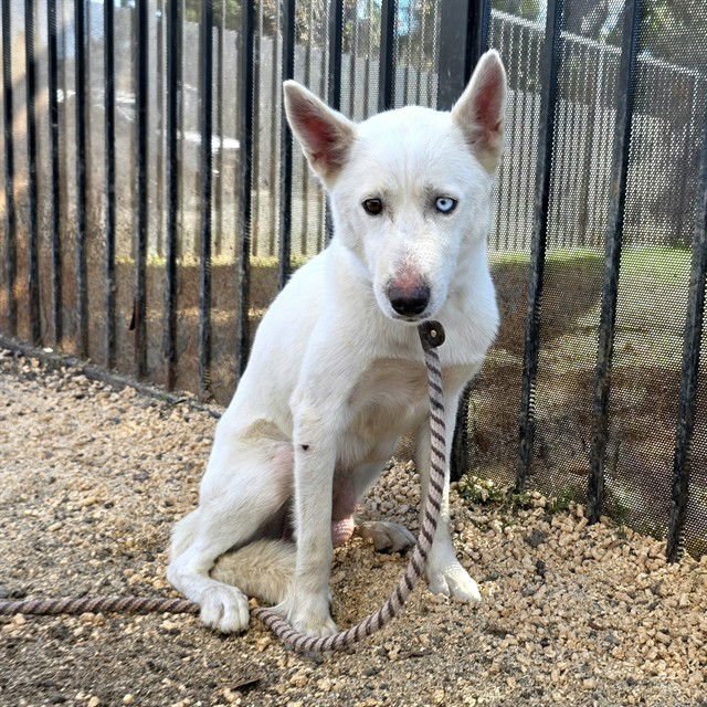 *CALLA - Siberian Husky available for adoption