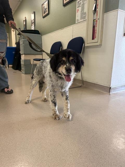 *MUTTY - English Setter available for adoption