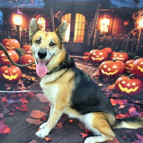*MARGOT - German Shepherd Dog available for adoption