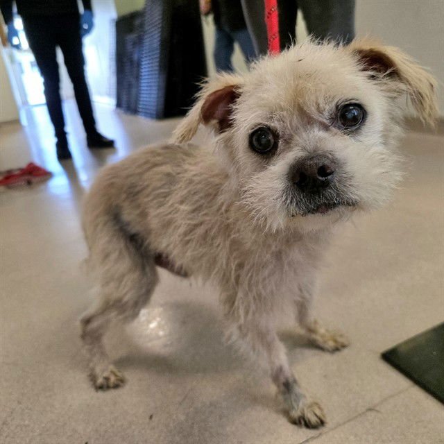 *TONY - Terrier available for adoption