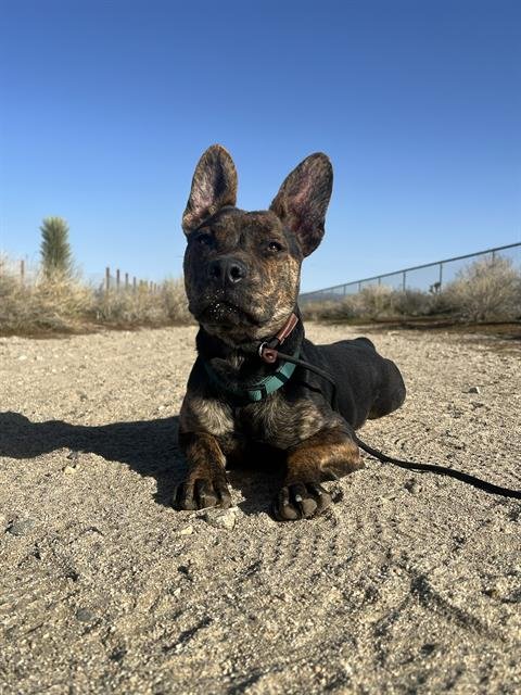 *COMMANDER - French Bulldog / Australian Cattle Dog/Blue Heeler available for adoption