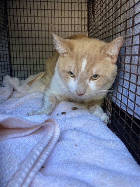 *KRONK - Domestic Short Hair available for adoption