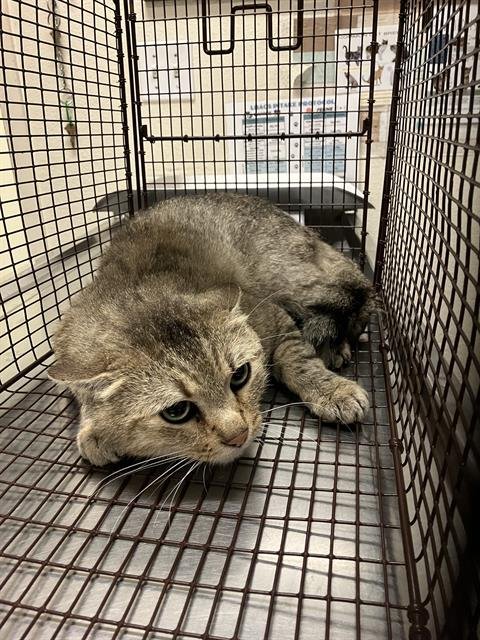 CHADDY - Domestic Short Hair available for adoption