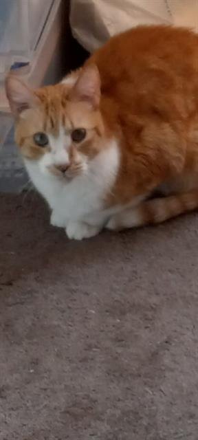 MEKO Image