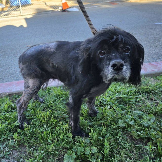 *BELLE - Cocker Spaniel available for adoption