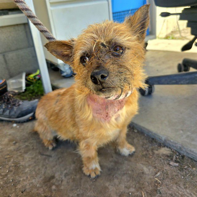 *GRAVY - Terrier available for adoption