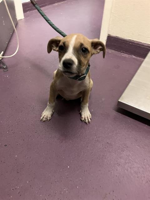 *EMBER - Pit Bull Terrier available for adoption