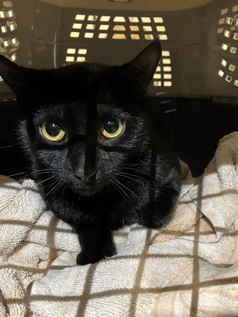 *NIGHT - Domestic Short Hair available for adoption