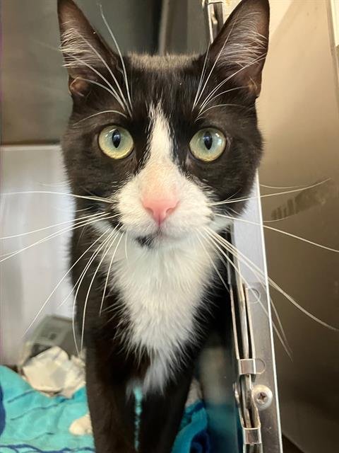 *TYLER - Domestic Short Hair available for adoption