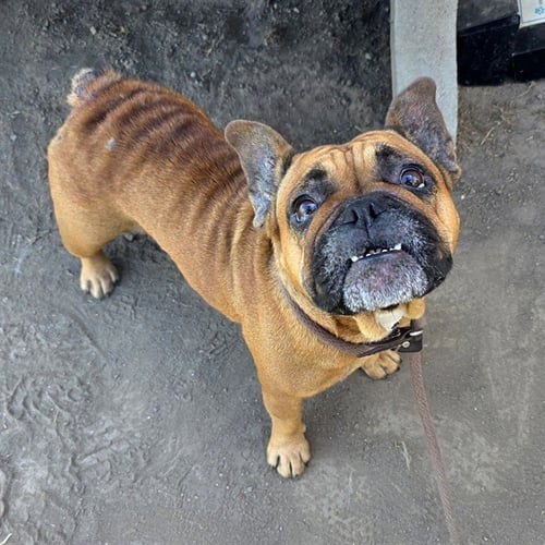 *SHARLAMAINE - French Bulldog available for adoption