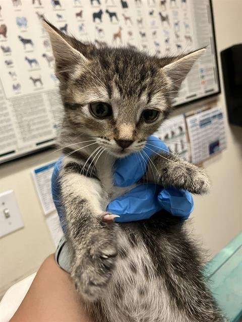 *BERNADETTE - Domestic Short Hair available for adoption