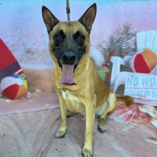 *JETT - German Shepherd Dog available for adoption