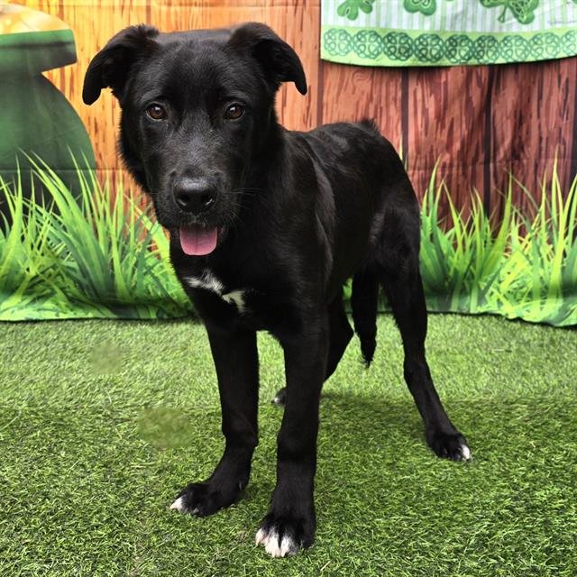 *BARBAS - Labrador Retriever available for adoption